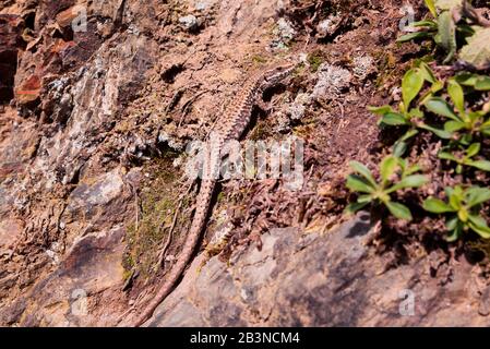 Un lézard mural commun avec une longue queue regardant par-dessus son épaule vers la caméra, se baquant sur une banque de roche et de terre camouflée par ses écailles tachetées Banque D'Images