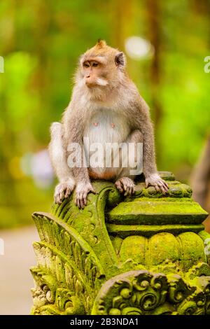 Singe À La Forêt Des Singes Sacrés, Ubud, Bali, Indonésie, Asie Du Sud-Est, Asie Banque D'Images