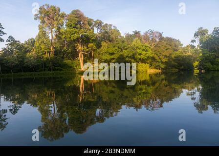 Lac des cygnes, jardins botaniques de Singapour Banque D'Images