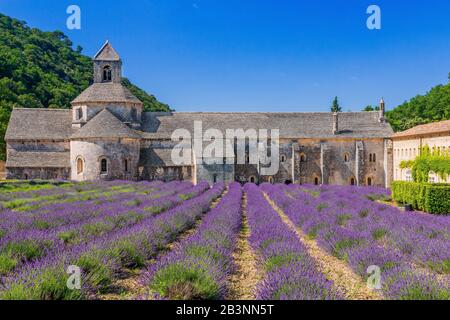 Provence, France. Les champs de lavande en fleurs pourpre au monastère de Sénanque. Banque D'Images