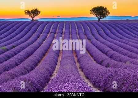 Provence, France. Champs de lavande au coucher du soleil sur le plateau de Valensole. Banque D'Images