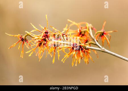 Sorcière Hazel 'Carmine Red' Hamamelis x intermedia Banque D'Images