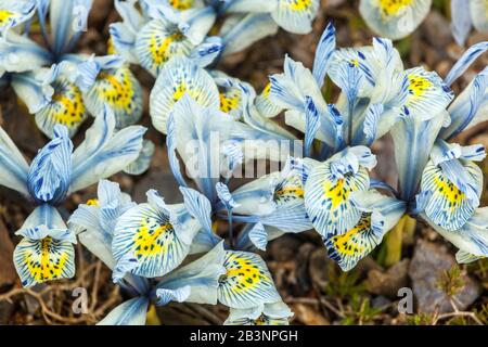 Réticulé Iris 'Katharine Hodgkin' Banque D'Images