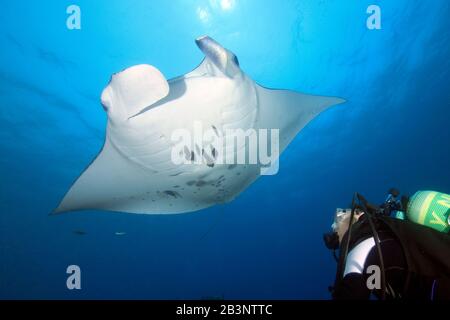 Taucher betrachtet Riesenmanta, Manta (Manta birostris), Mantarochen, Teufelsrochen, Rotes Meer, Indischer Ozean, Pazifik Banque D'Images