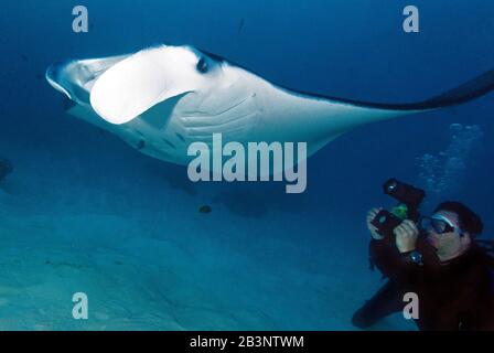 Taucher fotografiert Riesenmanta, Manta (Manta birostris), Mantarochen, Teufelsrochen, Rotes Meer, Indischer Ozean, Pazifik Banque D'Images