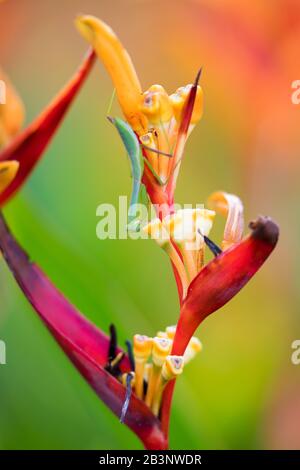 Mantis asiatiques sur une fleur dans les jardins botaniques de Singapour Banque D'Images