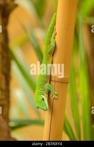 le gecko vert descend sur une tige de bambou dans le zoo pilsen Banque D'Images