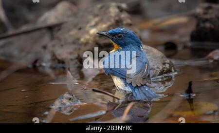 Magnifique flycatcher bleu de Tickell, qui prend une douche dans une flaque d'eau Banque D'Images