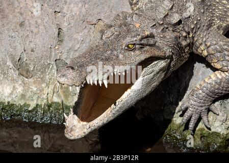 Gros plan la tête du crocodile A Pris Des Bains De Soleil sur Le rocher Banque D'Images