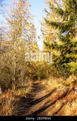 Petit sentier forestier en hiver dans la réserve naturelle Urwald Sababurg à Reinhardswald Banque D'Images