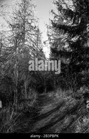 Petit sentier forestier en hiver dans la réserve naturelle Urwald Sababurg à Reinhardswald, photo en noir et blanc Banque D'Images