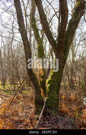 Chêne à trois tiges dans la réserve naturelle Urwald Sababurg près de Kassel Banque D'Images