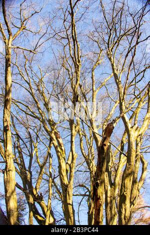 Vue sur les arbres de plusieurs arbres de hêtre dans la réserve naturelle Urwald Sababurg près de Kasse Banque D'Images