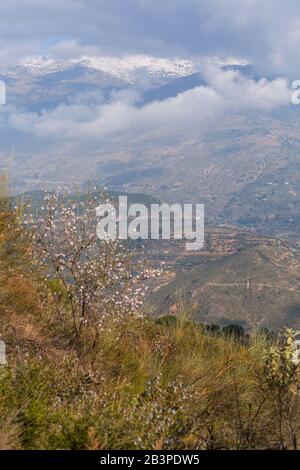 Fleurs d'amandiers, fleurs d'amandiers, fleurs d'amandiers, Prunus dulcis, avec Sierra Nevada montagnes dans le dos à Andalousie, Espagne en février Banque D'Images