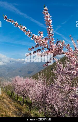 Fleurs d'amandiers, fleurs d'amandiers, fleurs d'amandiers, Prunus dulcis, avec Sierra Nevada montagnes dans le dos à Andalousie, Espagne en février Banque D'Images