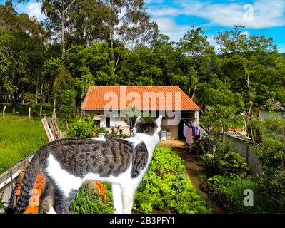 Vue arrière d'un chat curieux regardant une vue magnifique et magnifique sur la nature dans la campagne du Brésil, une ville appelée Joanopolis Banque D'Images
