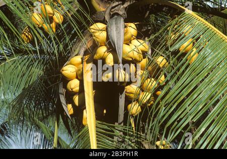 Noix de coco mûres sur un cotier hybride nain à forte fructification (Cocos nucifera) palmier sur Mindanao, aux Philippines, février, Banque D'Images