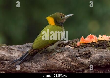 Une femelle plus jaune (Chrysophlegma flavinucha), perchée sur un arbre et se nourrissant sur une papaye. Banque D'Images