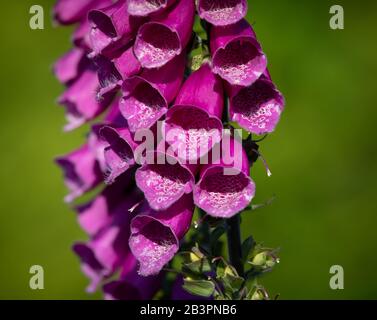 Digitalis, ou tête de fleur de pouxglove, tourné dans un jardin de cottage anglais montrant des fleurs en proximité avec un fond vert flou Banque D'Images