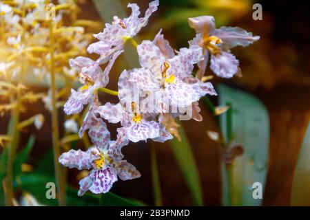 Orchidées rares avec taches pourpres sur les pétales, contre fond vert naturel en serre Banque D'Images