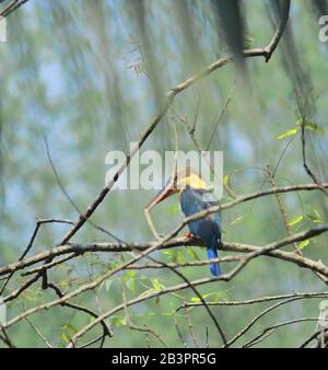 stork a facturé kingfisher (pelargopsis capensis) sur une branche, région du delta du sundarbans du bengale occidental en inde Banque D'Images