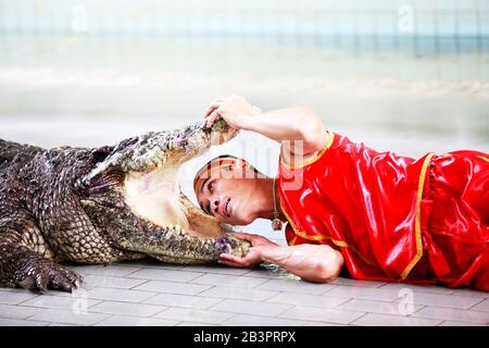 Thaïlande, PATTAYA - 02 NOVEMBRE: Traditionnel pour la Thaïlande 'comment des crocodiles' . Un gardien de zoo taise un crocodile 02 novembre 2009. Thaïlande, Pattaya Banque D'Images