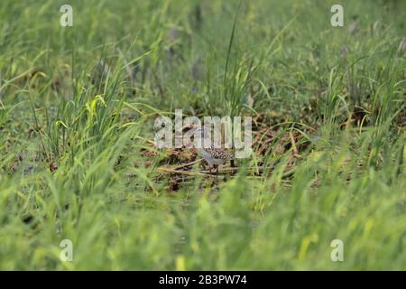 sandpiper de bois pour mineurs (tringa glareola) dans la campagne du bengale occidental, région du delta du sundarbans en inde Banque D'Images