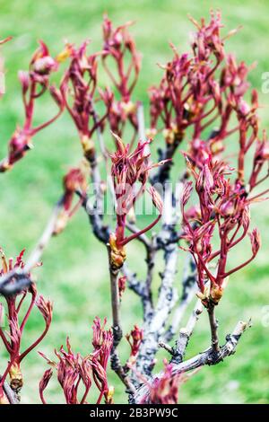 Paeonia suffruticosa. Branche de pivoine d'arbre, bourgeonnant de nouvelles feuilles fraîches sur les branches, les pivoines frottent au début du printemps Banque D'Images