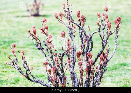 Paeonia x suffruticosa. Branche de pivoine d'arbre, nouvelles feuilles fraîches sur les branches, arbuste de pivoines au début du printemps mars Banque D'Images