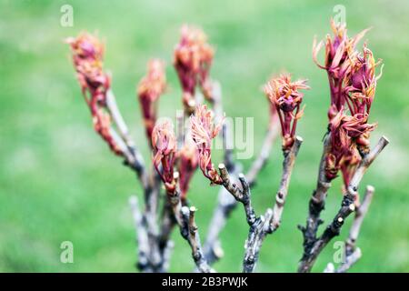 Paeonia x suffruticosa. Branche de pivoine d'arbre, nouvelles feuilles fraîches sur les branches, les pivoines frottent au début du printemps Banque D'Images