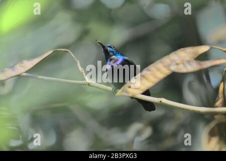 un mâle sunbird violet (cinnyris asiaticus) sur une branche au sanctuaire d'oiseaux chintamoni kar à kolkata, bengale occidental, inde Banque D'Images