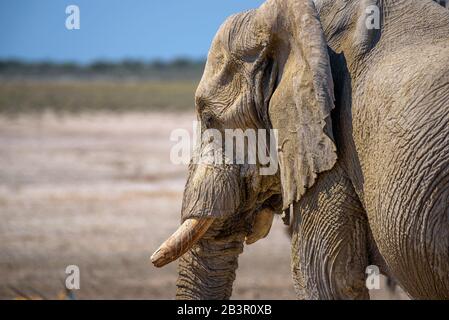 Gros plan d'un éléphant dans le parc national d'Etosha, Namibie Banque D'Images