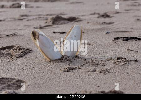 L'os de seiche naturel trouvé, aka de seiche, la coquille interne de céphalopode. Sur le sable. Nourri aux oiseaux de compagnie. Banque D'Images