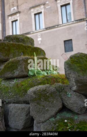 Les plantes umbilicus rupestris sur les ruines de Rome Banque D'Images