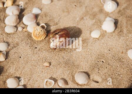 Près de sable de plage avec beaucoup de coquillages de mer. Heure d'or. Banque D'Images