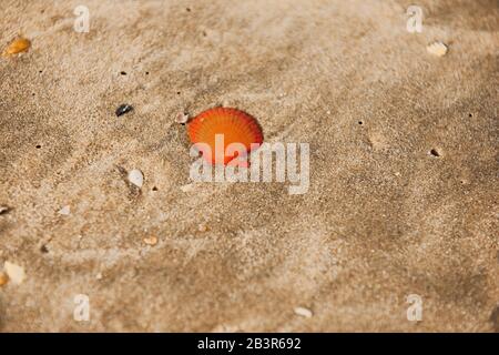 Près de sable de plage avec beaucoup de coquillages de mer. Heure d'or. Banque D'Images