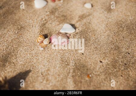 Près de sable de plage avec beaucoup de coquillages de mer. Heure d'or. Banque D'Images