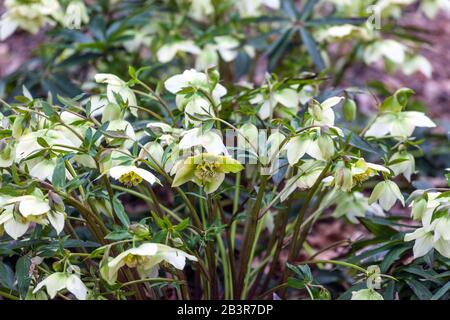 Rose blanche de Lenten Helleborus orientalis 'Frühlingssonne' dans un jardin, hellebore hellebores Banque D'Images