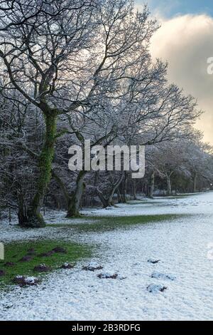 Champ couvert de neige et hedgeriw dans le Monmoushshire, au sud du Pays de Galles. Banque D'Images