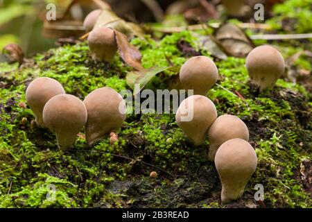 Champignons Puffball (Lycoperdon pyriforme) qui poussent sur du bois mort. Également connu sous le nom de Puffball en forme de poire. Banque D'Images