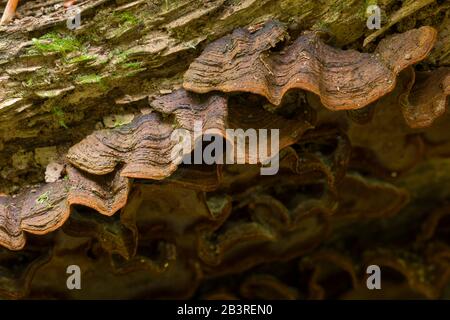 Crast de rideau de chêne (Hymenochaete rubiginosa) champignon qui pousse sur le bois mort. Banque D'Images