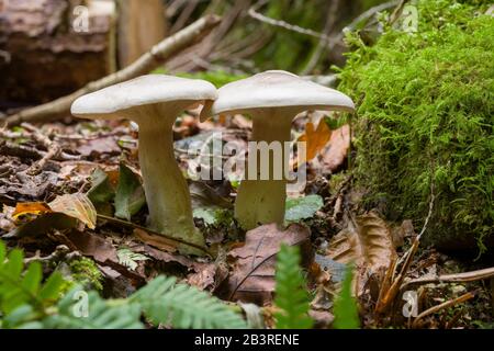 Champignons de l'entonnoir (nébuleuse de Clitocybe) qui poussent dans la litière de feuilles sur un sol boisé. Banque D'Images