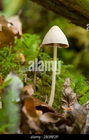 Un seul champignon Conical Brittlestem (Parasola conopilus), anciennement Psathyrella conopilus. Banque D'Images