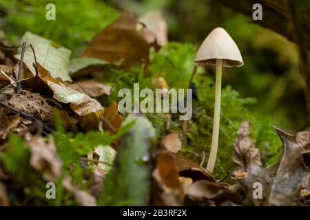 Un seul champignon Conical Brittlestem (Parasola conopilus), anciennement Psathyrella conopilus. Banque D'Images