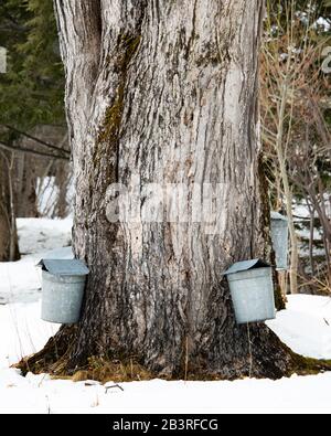 Seaux de collecte de sève d'érable accrochés sur un vieux arbre d'érable pour recueillir la sève pour la fabrication de sirop d'érable dans les montagnes Adirondack NY USA en fin d'hiver Banque D'Images