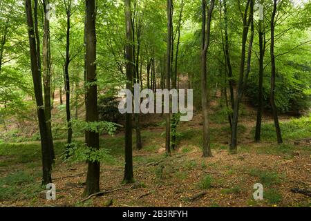 Des arbres de hêtre dans une forêt de feuilles larges à Goblin Combe au début de l'automne près de Cleeve, dans le nord du Somerset, en Angleterre. Banque D'Images