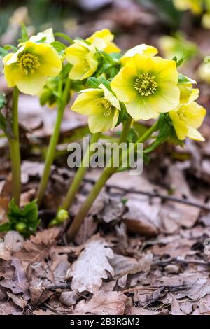 Rose jaune de Lenten Helleborus orientalis 'Sally' dans un jardin, hellébore, hellébores Banque D'Images