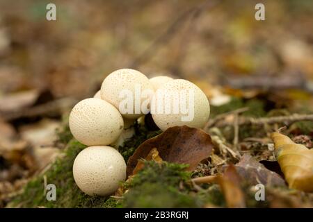 Champignons Puffball (Lycoperdon pyriforme) qui poussent sur du bois mort dans la litière de feuilles. Également connu sous le nom de Puffball en forme de poire. Banque D'Images