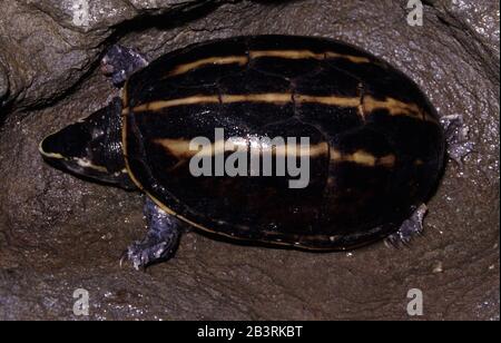 Tortue de boue rayée, Kinosternon baurii Banque D'Images