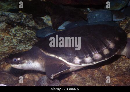 Tortue cochon-nez ou mouche, Carettochelys inssculpta Banque D'Images